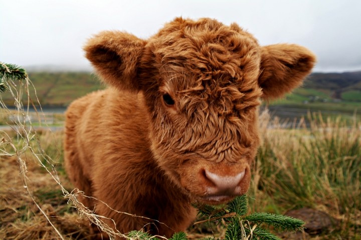 Cute-Highland-Cow